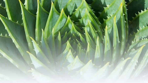 aloe vera extract