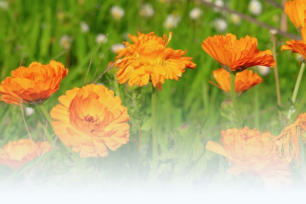 calendula extract