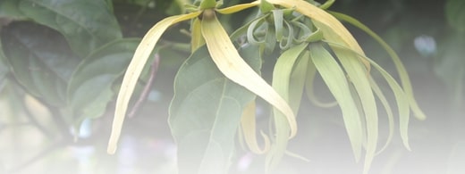 Ylang ylang etherische olie